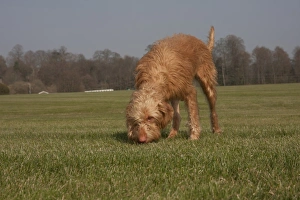 Pedigree Prints: Domestic Dog, Hungarian Vizsla