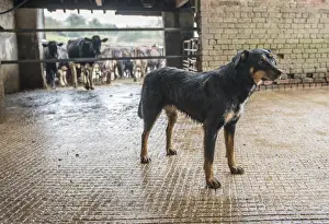 Herding Prints: Domestic Dog, Huntaway, adult, standing in milking parlour collecting yard on farm
