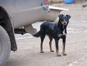 Herding Prints: Domestic Dog, Huntaway, adult, standing beside vehicle on farm, Shropshire, England, April