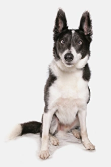 Mongrel Prints: Domestic Dog, Husky cross, adult, cross-eyed, sitting
