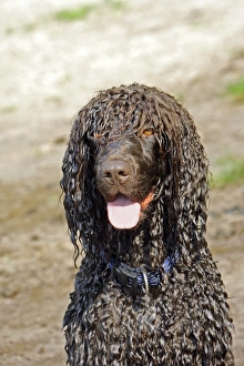 Dog Prints: Domestic Dog, Irish Water Spaniel, adult, close-up of head, panting