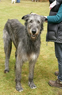 Hound Prints: Domestic Dog, Irish Wolfhound, adult, standing beside owner at dog show, England, june