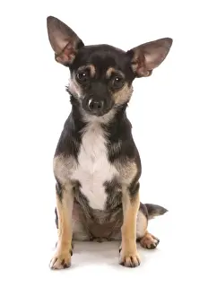 Mongrel Prints: Domestic Dog, Jack Chi (Chihuahua x Jack Russell Terrier), adult female, sitting