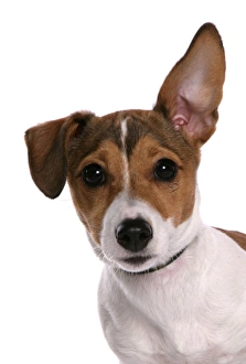Cute Prints: Domestic Dog, Jack Russell Terrier, female puppy, with one ear up, close-up of head