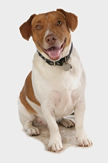 Dog Prints: Domestic Dog, Jack Russell Terrier, adult, sitting, with collar and tag