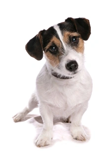 Cutout Prints: Domestic Dog, Jack Russell Terrier, adult, sitting, with collar