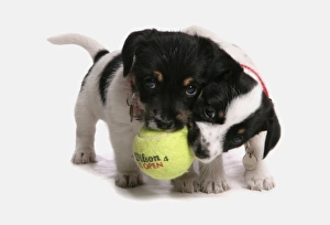 Collar Prints: Domestic Dog, Jack Russell Terrier, two puppies, with collars, playing with tennis ball