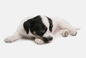 Laying Prints: Domestic Dog, Jack Russell Terrier, puppy, laying