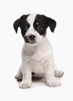 Domestic Dog, Jack Russell Terrier, puppy, sitting
