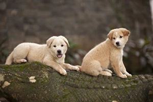 Javan Prints: Domestic Dog, Kintamani, two puppies, Jakarta, Java, Indonesia