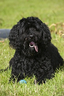 Mongrel Prints: Domestic Dog, Labradoodle, adult, panting, resting beside ball on grass, England, july