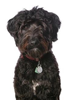 Collar Prints: Domestic Dog, Labradoodle, adult, close-up of head, with collar and tag
