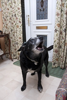 Mongrel Prints: Domestic Dog, labrador cross mongrel