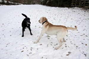 Domestic Dog, labrador cross mongrel, elderly adult, meeting and socialising with younger dog in snow, England