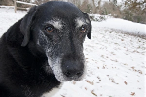 Domestic Dog, labrador cross mongrel, elderly adult, close-up of head, sitting in snow, England, december
