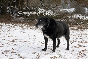 Domestic Dog, labrador cross mongrel, elderly adult, standing in snow, England, december