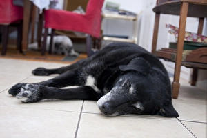 Domestic Dog, labrador cross mongrel, with Greek Mountain Dog in background, elderly adults, resting on house floor