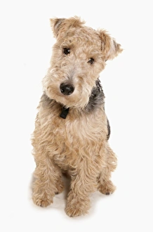 Cutout Prints: Domestic Dog, Lakeland Terrier, adult, sitting