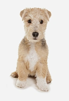 Pups Prints: Domestic Dog, Lakeland Terrier, puppy, sitting