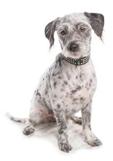 Domestic Dog, Lhamatian (Lhasa Apso x Dalmatian), adult, sitting, with collar