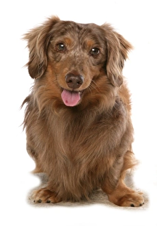Cutout Prints: Domestic Dog, Long-haired Dachshund, adult, standing