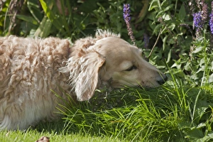 Domestic Dog, Long-haired Miniature Dachshund, adult male, close-up of head, chewing on grass, England, October