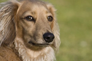 Domestic Dog, Long-haired Miniature Dachshund, adult female, close-up of head, England