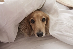 Domestic Dog, Long-haired Miniature Dachshund, adult, looking out from under bed sheets, England, March