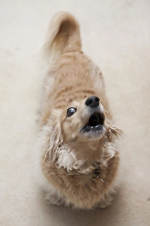 Domestic Dog, Long-haired Miniature Dachshund, adult, barking, England, March
