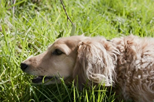 Domestic Dog, Long-haired Miniature Dachshund, adult, close-up of head, feeding on grass, England, March