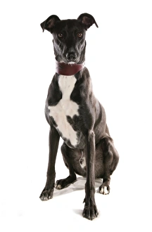 Mongrel Prints: Domestic Dog, Lurcher, adult, sitting, with collar
