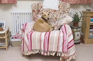 Mongrel Prints: Domestic Dog, Lurcher cross mongrel