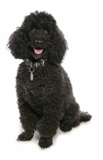 Collar Prints: Domestic Dog, Miniature Poodle, adult, sitting