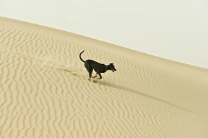 Mongrel Prints: Domestic Dog, mongel (Saluki crossbreed)