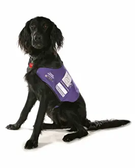 Mongrel Prints: Domestic Dog, mongrel, adult, assistance dog in training, sitting, with collar and tag
