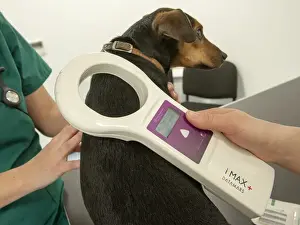 Mongrel Prints: Domestic Dog, mongrel, adult, being scanned for microchip by vet at veterinary surgery