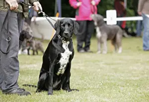 Mongrel Prints: Domestic Dog, mongrel, adult, sitting on grass at dog show