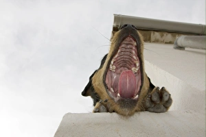 Dog Prints: Domestic Dog, mongrel, adult, yawning