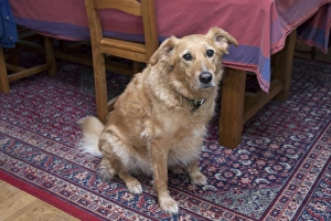 Mongrel Prints: Domestic Dog, mongrel, elderly adult male, sitting on rug beside table and chairs, England