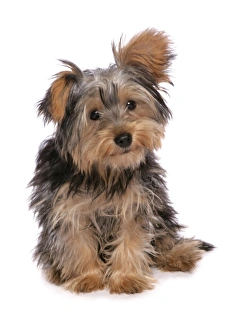 Cute Prints: Domestic Dog, mongrel puppy, sitting