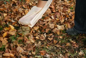 Waste Prints: Domestic Dog, muck picked up by owner using plastic bag in urban park