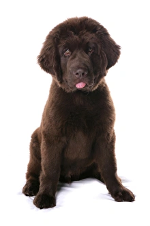 Cutout Prints: Domestic Dog, Newfoundland, male puppy, sitting