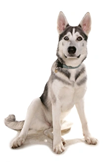 Collar Prints: Domestic Dog, Northern Inuit Dog, adult, sitting, with collar and tag