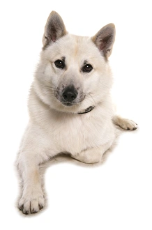 Domestic Dog, Norwegian Buhund, adult male, laying, with collar