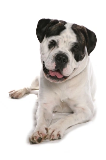 Bulldogs Prints: Domestic Dog, Old English Bulldog, adult, laying