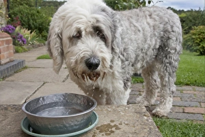 Sheep Dogs Prints: Domestic Dog, Old English Sheepdog