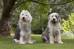 Sheep Dogs Prints: Domestic Dog, Old English Sheepdog