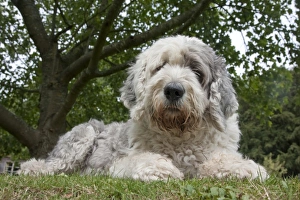 Domestic Dog, Old English Sheepdog, young female, resting on grass, England, september