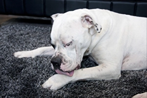 Old Tyme Bulldogs Prints: Domestic Dog, Old Tyme Bulldog, adult, licking leg, resting on rug, England