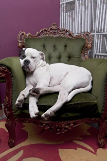 Domestic Dog, Old Tyme Bulldog, adult, resting on armchair, England